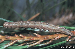 <i>Zale obliqua</i> Species of moth