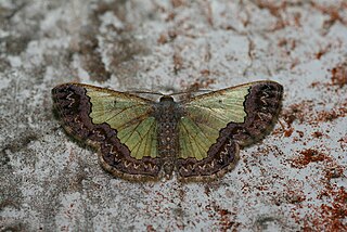 <i>Zamarada</i> Genus of moths