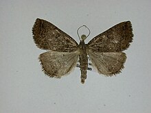 Zanclognatha laevigata.jpg