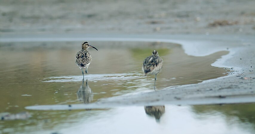 Two white-rumped whimbrels, trying to get some sleep in the beach of El Médano, Tenerife just as the sun has gotten down. Photos by Marcos Bernabé