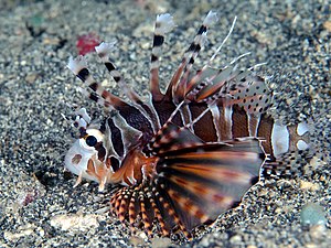 Zebra Lionfish (Dendrochirus zebra) (45552894282) .jpg