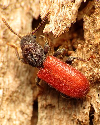 <span class="mw-page-title-main">Thanerocleridae</span> Family of beetles