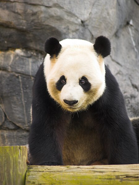 File:Zoo Atlanta Panda 2.jpg
