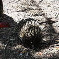 Kurzschnabeligel (Tachyglossus aculeatus)