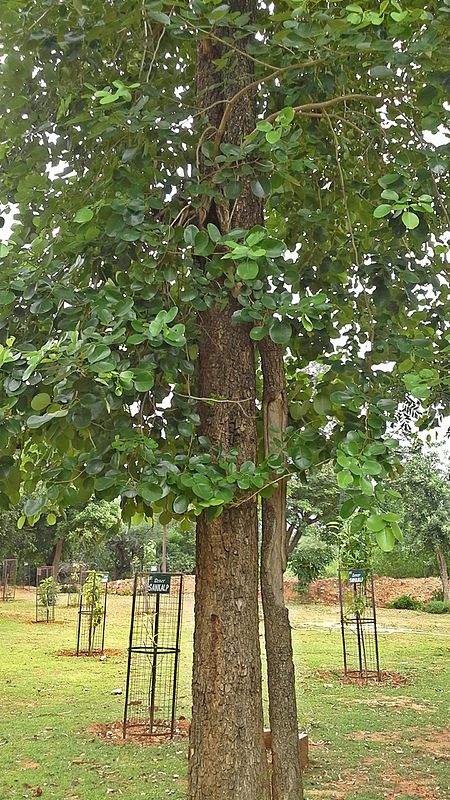 ไฟล์:(Pterocarpus santalinus) red sandalwood tree at IG Zoo Park in Visakhapatnam 02.jpg