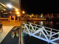 Zalophus wollebaeki Vue nocturne de l'embarcadère de Puerto Ayora, Île Santa Cruz.
