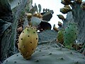 الصبر cactus.JPG