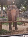 ช้างเอเชีย สวนสัตว์เชียงใหม่ Asian Elephant (8).jpg