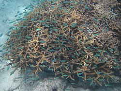 サンゴ礁 Wikipedia