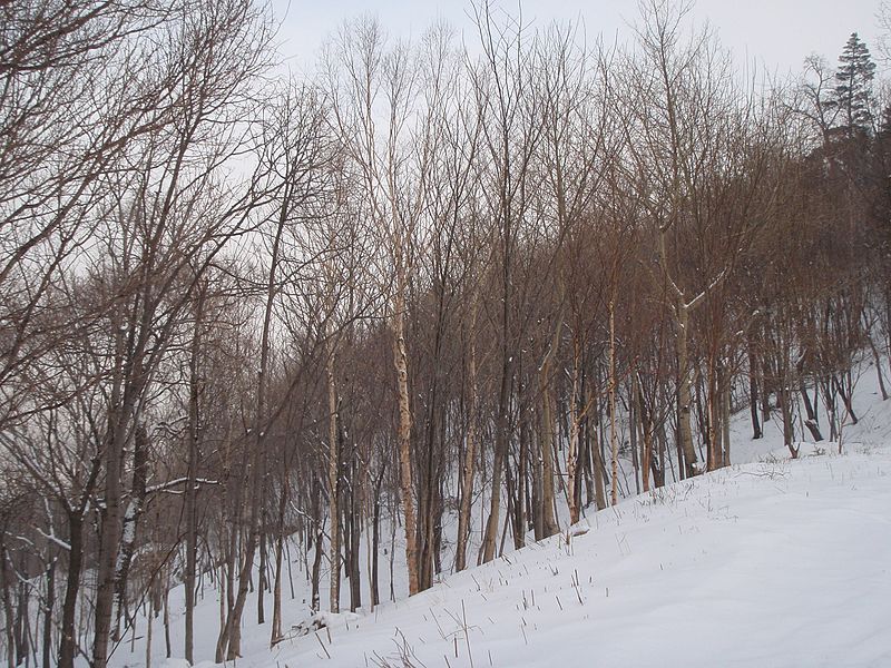 File:亚布力风光 - panoramio - 江上清风1961 (1).jpg