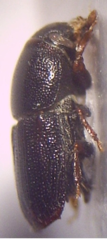 01a Scolytus multistriatus Imago 20fach rechte Seite.jpg