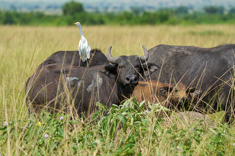 File:054 Cattle egret on a buffalo at Queen Elizabeth National Park Photo by Giles Laurent.jpg