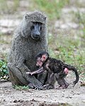 Thumbnail for File:059 Baby baboon holding to its mother at Queen Elizabeth National Park Photo by Giles Laurent.jpg