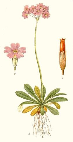 1. Växten i blom 2. Blomma, förstoring 2 × 3. Blomfoder och fröhus, förstoring 4 ×