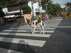 Askal also known as Aspin is a street dog that is commonly seen in the Philippines