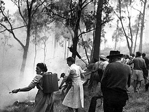 The devastating January 1962 bushfires in the Dandenong Ranges resulted in a major land buyback scheme that lasted for the next 50 years. Photo: Melbourne Sun newspaper. 1962 bushfires - Melbourne Sun Newspaper.jpg