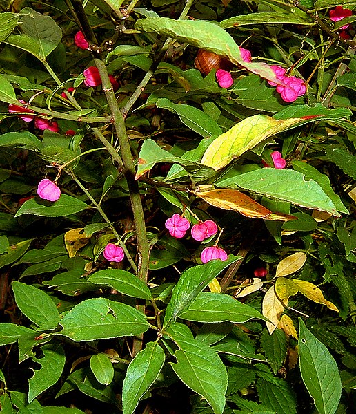 File:2006-08-09-Euonymus05.jpg