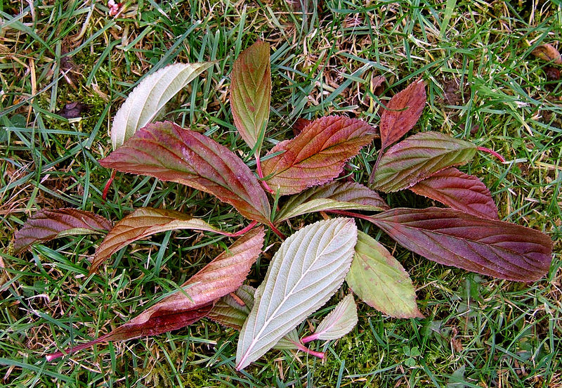 File:2007-12-06Viburnum x bodnantense13Leaves.jpg