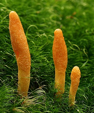 <i>Cordyceps militaris</i> Species of fungus