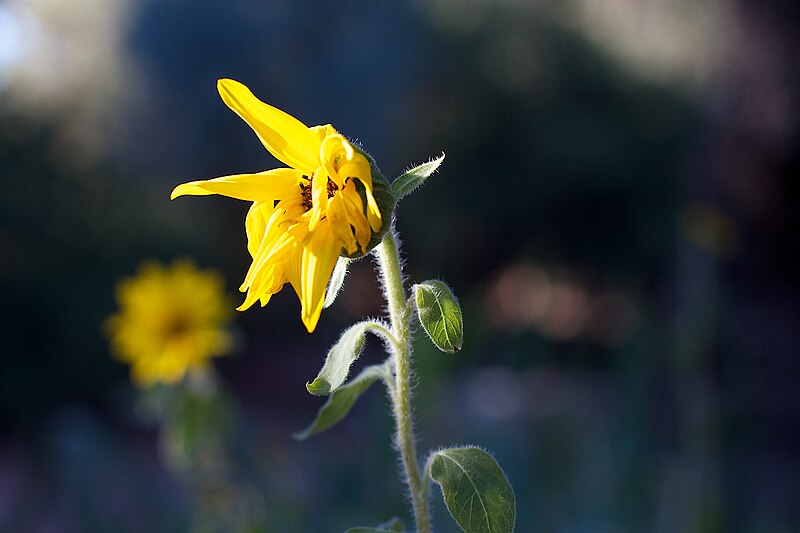 File:2013-365-274 Reach for the Sun, Pardner (10049409004).jpg