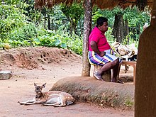 A pet deer at the Veddah village outside the chief's house 20160126 Sri Lanka 3930 crop Dambana sRGB (25674584151).jpg