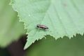 Käfer der Gattung Agrilus (~5mm lang)