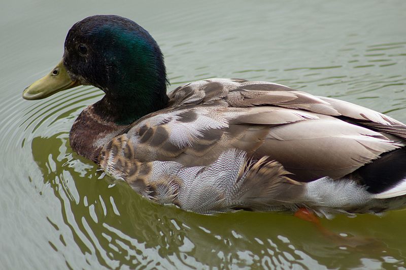 File:2017-06-13 Landesgartenschau Apolda by Olaf Kosinsky-102.jpg