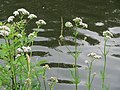 Vorschaubild der Version vom 11:55, 26. Jun. 2017