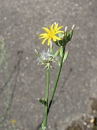 Chondrilla juncea