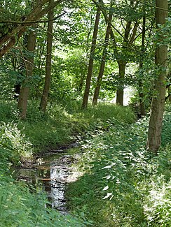 Luidbach shortly before it flows into the Windmühlenbruch