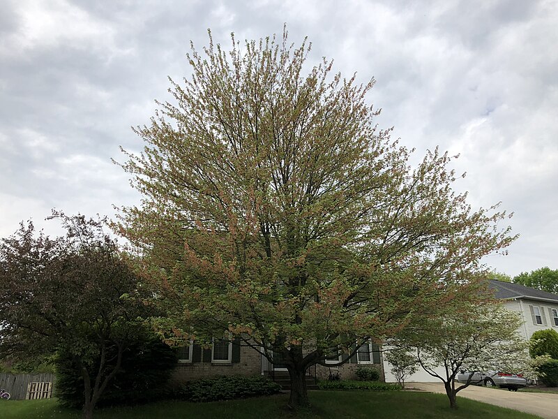 File:2019-04-25 10 11 42 A Red Maple heavily laden with mature seeds along Kinross Circle in the Chantilly Highlands section of Oak Hill, Fairfax County, Virginia.jpg