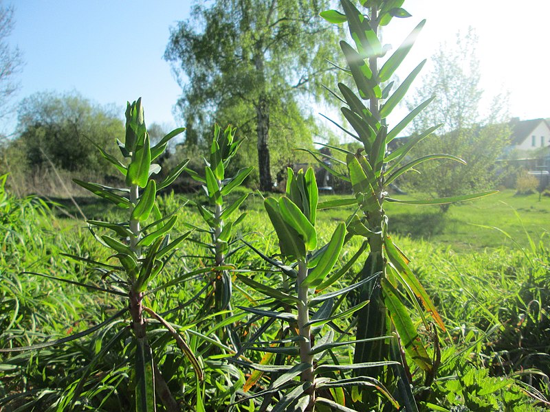 File:20200414Euphorbia lathyris2.jpg