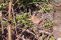 * Nomination A european rabbit in Saarbrücken-Burbach --FlocciNivis 19:53, 20 April 2023 (UTC) * Decline  Oppose Too small considering the subject occupies a minor place in the composition. Also the blurry foreground is distracting --Basile Morin 01:24, 21 April 2023 (UTC)