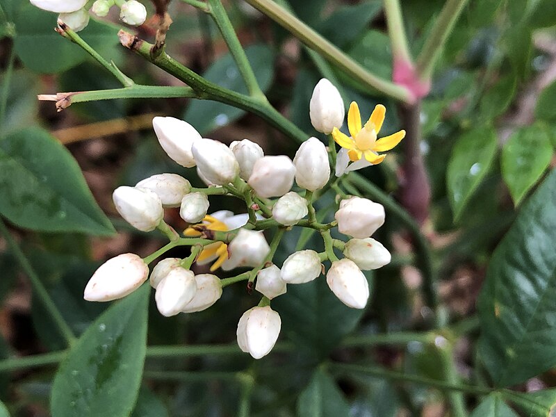 File:2023-06-26 12 47 00 Heavenly Bamboo flowers along Aquetong Lane in the Mountainview section of Ewing Township, Mercer County, New Jersey.jpg