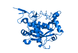 ADAMTS1 Protein-coding gene in the species Homo sapiens