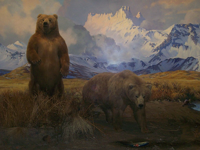 File:2~Bear~Diorama~AMNH~11-29-08.jpg