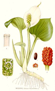 Calla palustris - Wikipedia, la enciclopedia libre