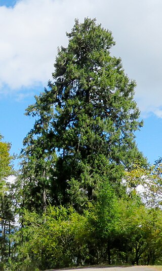 <i>Picea spinulosa</i> Species of conifer