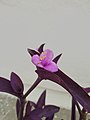 A Violet Flower.jpg