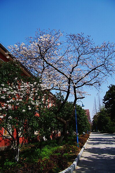 File:A building in Hang Zhou High School, 18 March 2010.jpg