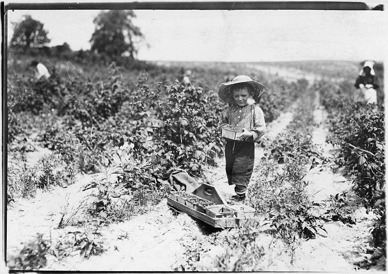 File:A four year old helper in the berry fields. Mother said, "He helps a little." Rock, Creek, Md. - NARA - 523211.jpg