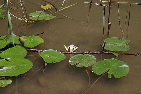 70. Tashkent botanical garden author - Humoyun Mehridinov