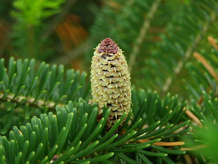 Fraser fir (cone and foliage pictured) is a popular species of Christmas tree in both the United States and Great Britain.
