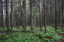 Balsam-Tannenbestand mit Unterwuchs in Quebec