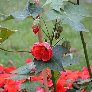 Abutilon pictum in Brussels.jpg