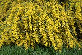 Acacia saligna (Fabaceae) Golden wreath wattle