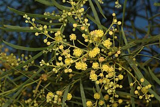 <i>Acacia aestivalis</i> Species of legume