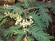 Acacia trachyphloia kvetoucí.jpg