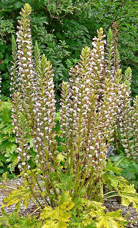 Tập_tin:Acanthus_mollis_001.jpg