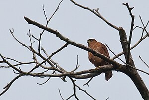 Däumlingssperber (youth dress of the rust-colored morph)